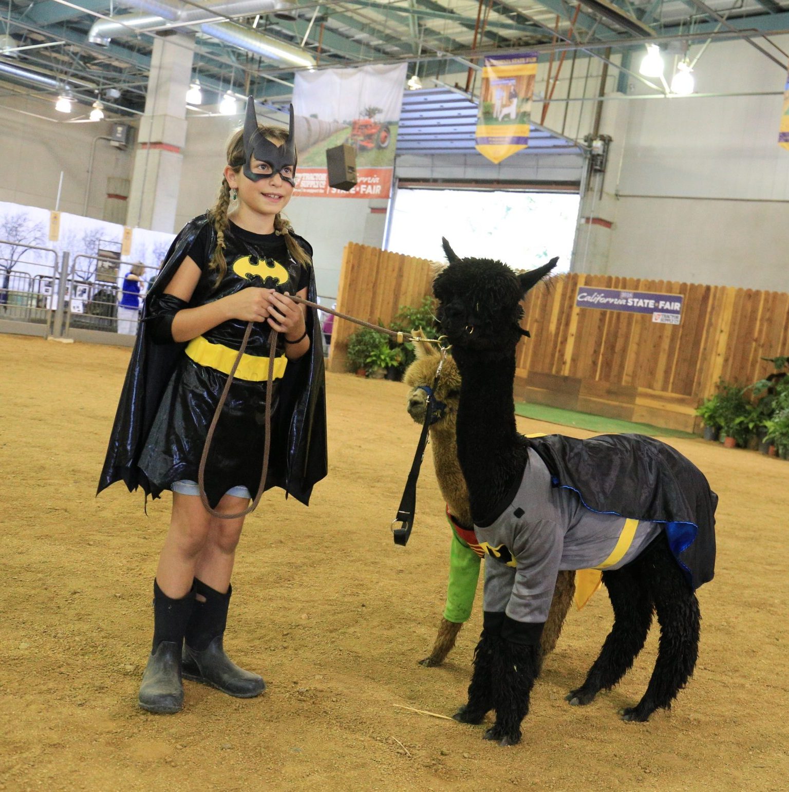 Alpaca and llama dressed up as bat man and robin with girl in bat man outfit