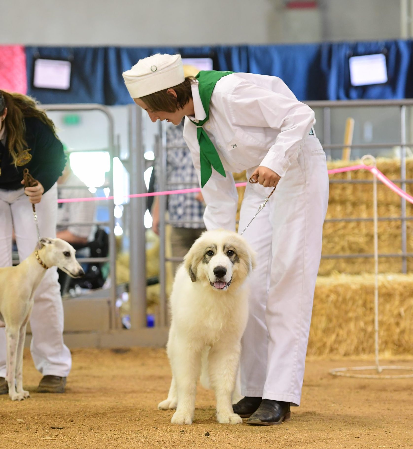 Show dog standing with person