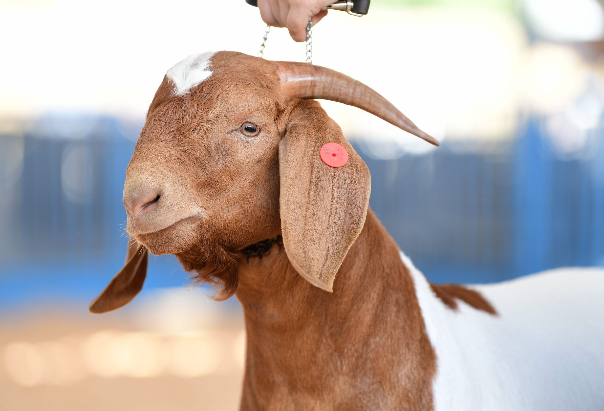 Goat - boer