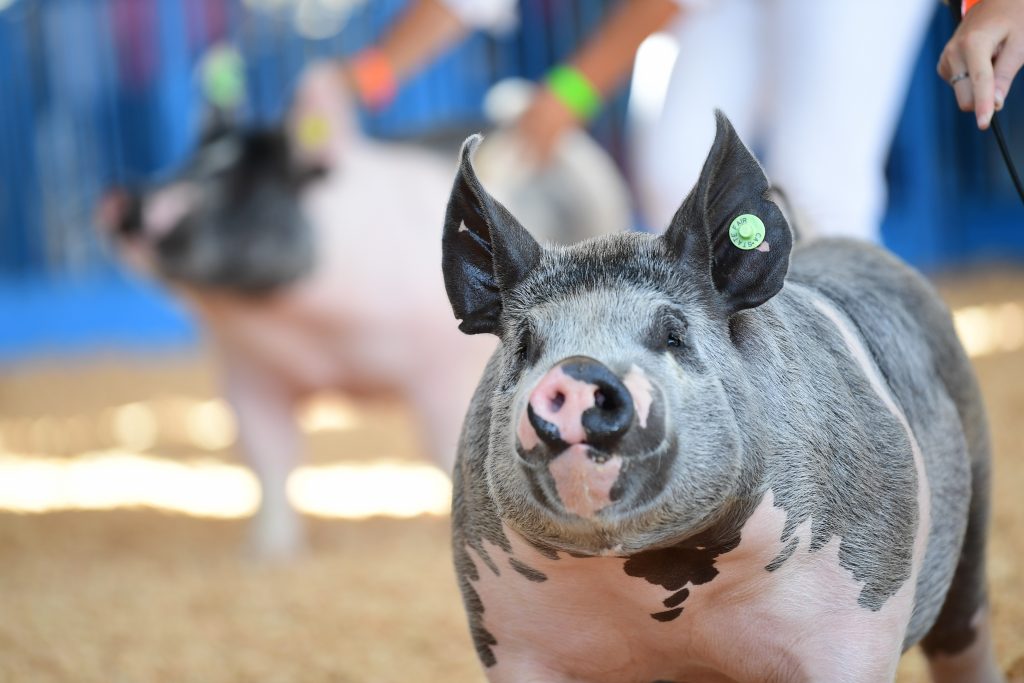 Pigs standing with a person