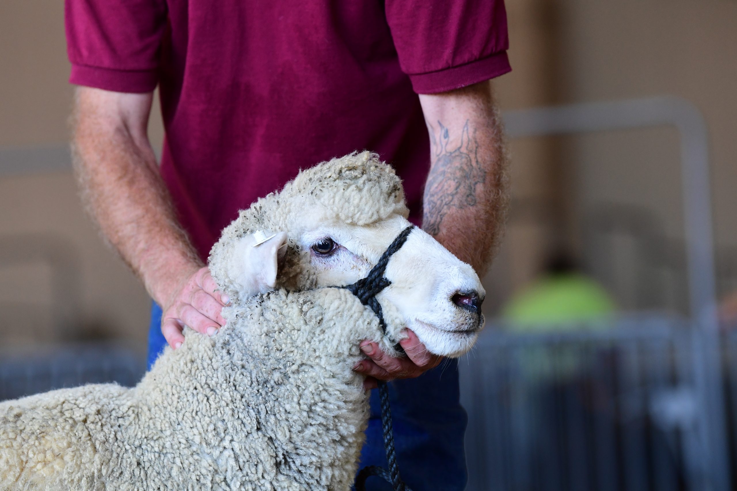 Sheep being held by a person