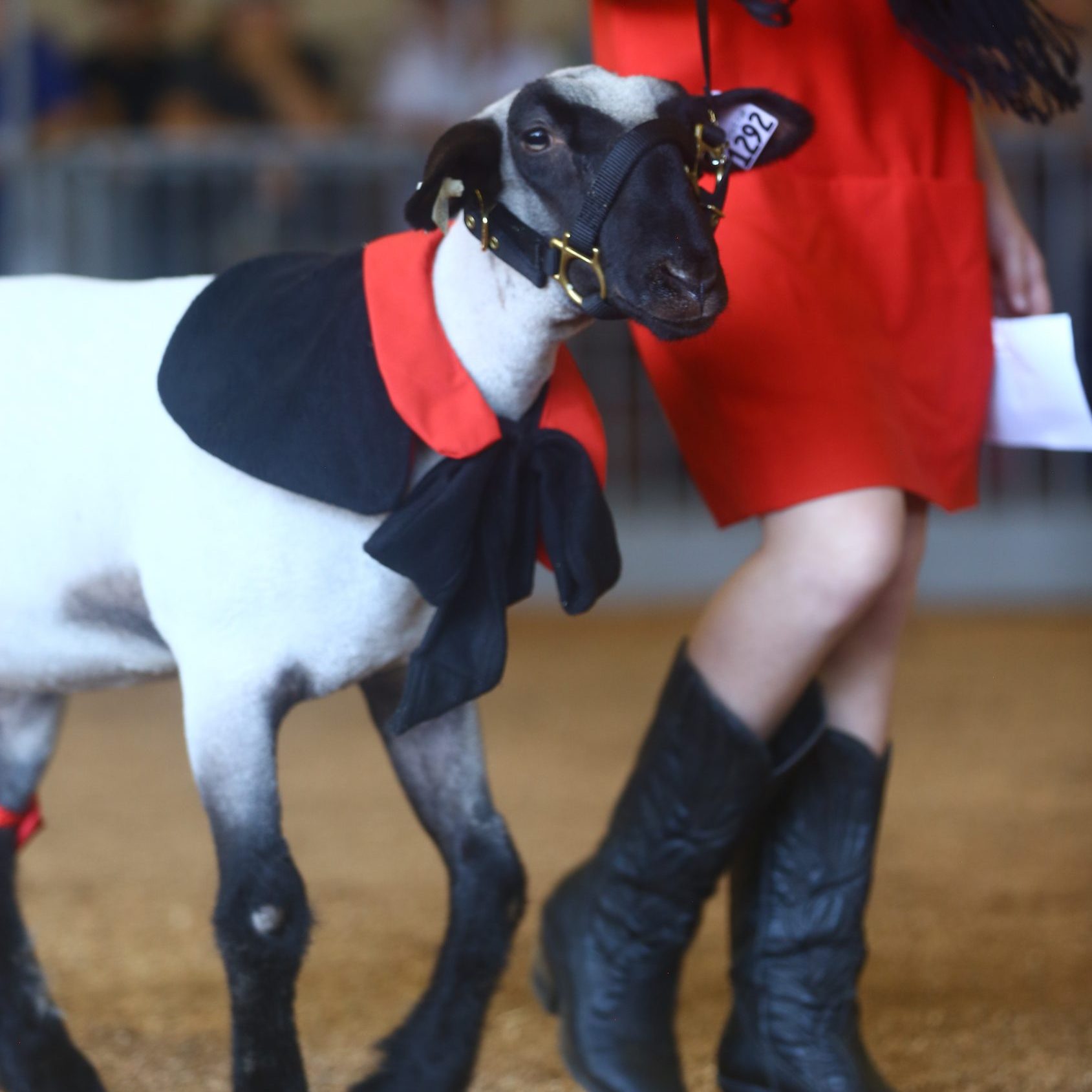 Lamb dressed up with person